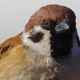 Illustration for article titled The Successor to Duck Lips Is Sparrow Face